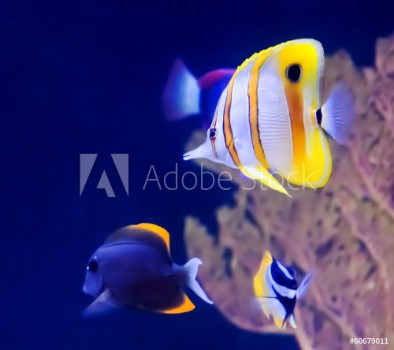 Picture of Copperband Butterfly Fish